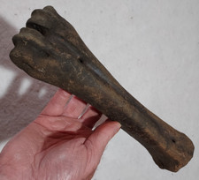 Bison right metatarsal for sale  Glenwood