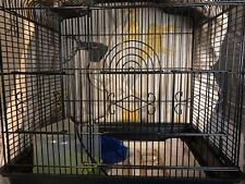 Liberta siam bird for sale  LEEDS