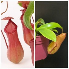 Nepenthes alata beautiful for sale  NOTTINGHAM