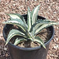 Agave americana medio for sale  Fresno