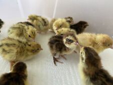 Colors coturnix quail for sale  Fennville