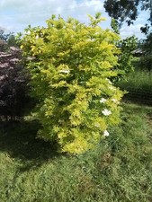 Golden elder elderberry for sale  HEREFORD