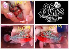 Inch female super for sale  USA