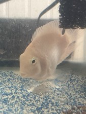 Polar blue parrot for sale  Cedar Hill