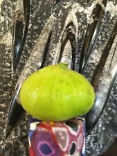 Cutting fig ficus d'occasion  Thouarcé