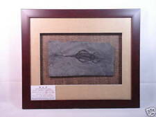 Middle triassic age for sale  College Point