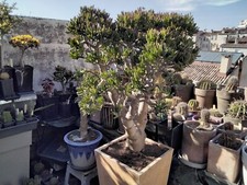 Cactus plantes grasses d'occasion  Marseille II