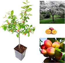 Plum tree sweet for sale  GLASGOW