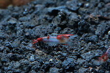 Red rili live for sale  Brooklyn