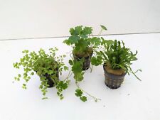 Topf vordergrund set gebraucht kaufen  Gelsenkirchen