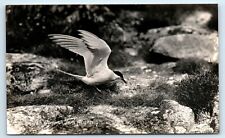 Postcard common tern for sale  LLANFAIRFECHAN