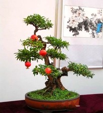 Melograno nano piccolo usato  Tivoli