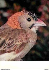 Animals birds exotic d'occasion  Expédié en Belgium