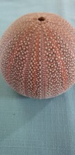 Sea urchin shell. for sale  MARKET RASEN