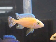 Male dragon blood for sale  Minneapolis