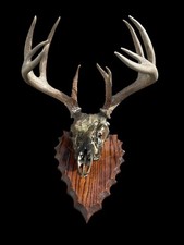 Taxidermy nice point for sale  Signal Mountain