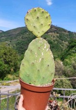 Vaso opuntia gomei usato  Barcellona Pozzo di Gotto