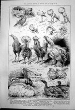 Antique print poultry d'occasion  Expédié en Belgium