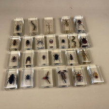 Insects bugs arachnids for sale  FAREHAM
