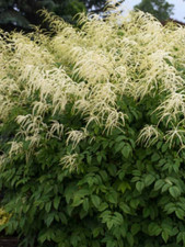 Aruncus dioicus goats for sale  Litchfield