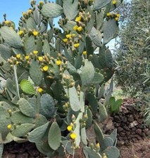 Pale pianta fico usato  San Potito Sannitico