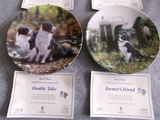 Two border collie for sale Two border collie for sale  DUDLEY