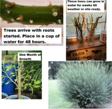 Basket willow tree for sale  USA