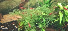 Crevettes red cherry d'occasion  Le Puy-en-Velay