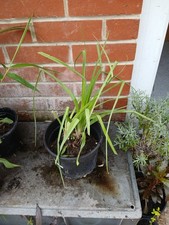 red hot poker for sale  SOUTHAMPTON