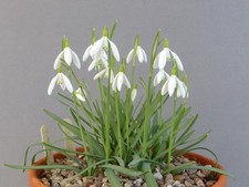 galanthus snowdrop for sale galanthus snowdrop for sale UK