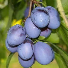 Jojo robuste zwetsche gebraucht kaufen  Detmold