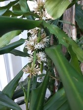 Drachenbaum duftenden blüten gebraucht kaufen  Wessobrunn