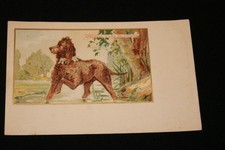 Chien epagneul eau d'occasion  Hénin-Beaumont