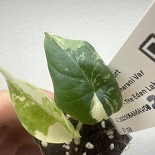 Alocasia maharani variegata for sale  STAINES-UPON-THAMES