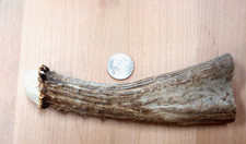 Natural real deer for sale  USA