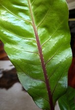 Rare anthurium gog for sale  Glenmoore
