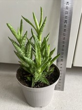 Repotted low maintenance for sale  WEMBLEY