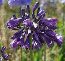 purple agapanthus for sale  Houma