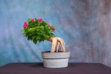 Pink bougainvillea pre for sale  North Fort Myers