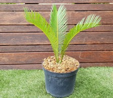 Cycas revoluta cycas d'occasion  Perpignan-