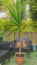 Yucca plant air for sale  LONDON
