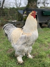 Pure breed isabella for sale  LAMPETER