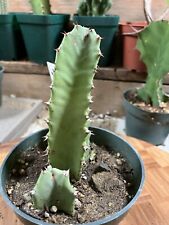 Euphorbia resinifera moroccan for sale  Temecula