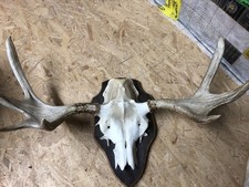 Elchgeweih geweih vom gebraucht kaufen  Bad Wildungen