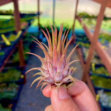 Ionantha rosita air for sale  Vacaville