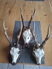 Geweih geweihe jagdnachlass gebraucht kaufen  Goch