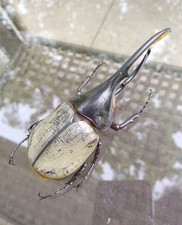 Dynastes hercules lichyi for sale  Emporia