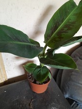 Musa dwarf cavendish for sale  SWINDON