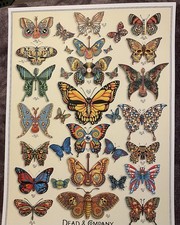 dead butterflies for sale dead butterflies for sale Nashville