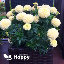 African marigold kilimanjaro for sale  DONCASTER